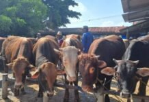 Tercatat 60 Kasus PMK di Tuban, Tersebar di 9 Kecamatan