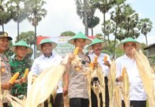 Kapolres Tuban Panen Jagung Perdana.
