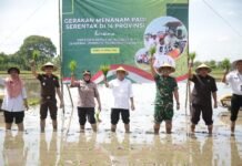 DKP2P : Lahan Indeks Pertananam Kecil Akan di Tingkatkan 2-3 Panen Dalam Setahun