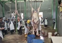 Jelang Idul Adha, DKP2P Gelar Latihan Juru Sembelih